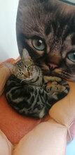 ELLAINE, Katze, Hauskatze in Bulgarien - Bild 7