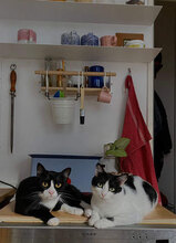 FAYE, Katze, Hauskatze in Köln - Bild 10