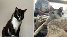 DAISY, Katze, Hauskatze in Bad Homburg - Bild 1