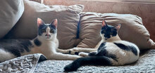 BETTY, Katze, Hauskatze in Bulgarien - Bild 2