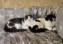 BETTY, Katze, Hauskatze in Bulgarien - Bild 5