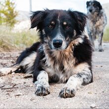 LEONE, Hund, Mischlingshund in Italien - Bild 1