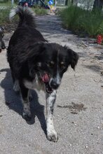 LEONE, Hund, Mischlingshund in Italien - Bild 3