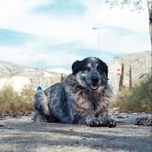 SARA, Hund, Mischlingshund in Italien - Bild 1