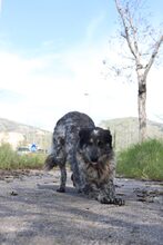 SARA, Hund, Mischlingshund in Italien - Bild 2