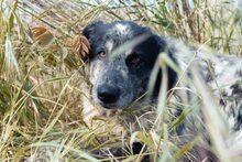 SARA, Hund, Mischlingshund in Italien - Bild 3