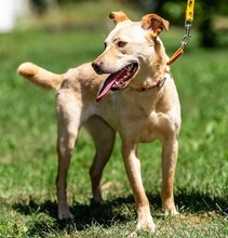 SUZI, Hund, Mischlingshund in Polen - Bild 5