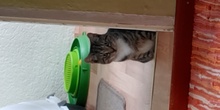 SOLO, Katze, Europäisch Kurzhaar in Wiesenburg - Bild 5