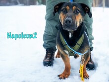 NAPOLEON2, Hund, Mischlingshund in Russische Föderation - Bild 1