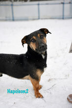 NAPOLEON2, Hund, Mischlingshund in Russische Föderation - Bild 10