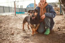 NAPOLEON2, Hund, Mischlingshund in Russische Föderation - Bild 11