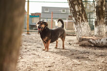 NAPOLEON2, Hund, Mischlingshund in Russische Föderation - Bild 13