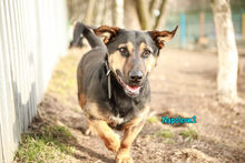 NAPOLEON2, Hund, Mischlingshund in Russische Föderation - Bild 15