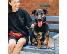 NAPOLEON2, Hund, Mischlingshund in Russische Föderation - Bild 16