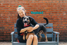 NAPOLEON2, Hund, Mischlingshund in Russische Föderation - Bild 17