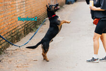 NAPOLEON2, Hund, Mischlingshund in Russische Föderation - Bild 18