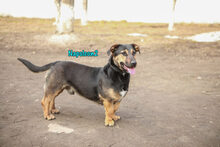 NAPOLEON2, Hund, Mischlingshund in Russische Föderation - Bild 19