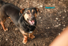 NAPOLEON2, Hund, Mischlingshund in Russische Föderation - Bild 20