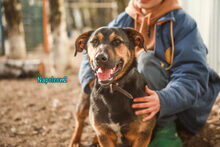NAPOLEON2, Hund, Mischlingshund in Russische Föderation - Bild 21
