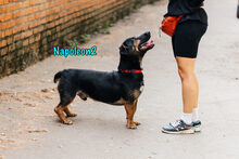 NAPOLEON2, Hund, Mischlingshund in Russische Föderation - Bild 3