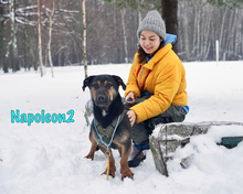 NAPOLEON2, Hund, Mischlingshund in Russische Föderation - Bild 6