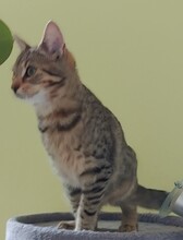 SELINA, Katze, Europäisch Kurzhaar in Wiesenburg - Bild 1