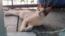 FALK, Katze, Hauskatze in Griechenland - Bild 1