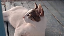 FALK, Katze, Hauskatze in Griechenland - Bild 3