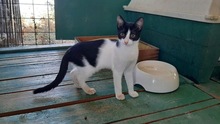 ELLA, Katze, Hauskatze in Griechenland - Bild 6
