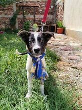 PETTO, Hund, Mischlingshund in Bulgarien - Bild 1