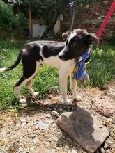 PETTO, Hund, Mischlingshund in Bulgarien - Bild 2