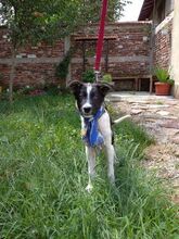 PETTO, Hund, Mischlingshund in Bulgarien - Bild 3