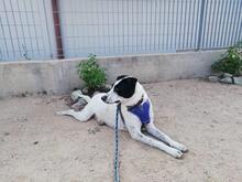 NUNZIA, Hund, Mischlingshund in Italien - Bild 11