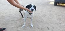 NUNZIA, Hund, Mischlingshund in Italien - Bild 12