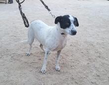 NUNZIA, Hund, Mischlingshund in Italien - Bild 13