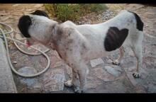 NUNZIA, Hund, Mischlingshund in Italien - Bild 16