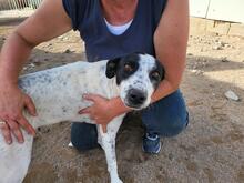 NUNZIA, Hund, Mischlingshund in Italien - Bild 21