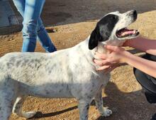 NUNZIA, Hund, Mischlingshund in Italien - Bild 26