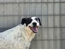NUNZIA, Hund, Mischlingshund in Italien - Bild 4