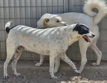 NUNZIA, Hund, Mischlingshund in Italien - Bild 6