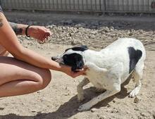NUNZIA, Hund, Mischlingshund in Italien - Bild 7