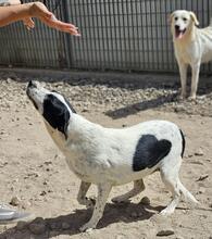 NUNZIA, Hund, Mischlingshund in Italien - Bild 8