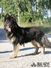DERICK, Hund, Mischlingshund in Slowakische Republik - Bild 10