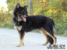 DERICK, Hund, Mischlingshund in Slowakische Republik - Bild 12