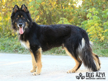 DERICK, Hund, Mischlingshund in Slowakische Republik - Bild 15