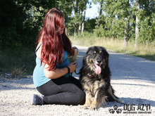 DERICK, Hund, Mischlingshund in Slowakische Republik - Bild 18