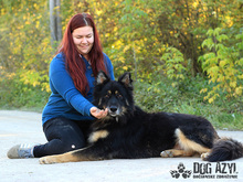 DERICK, Hund, Mischlingshund in Slowakische Republik - Bild 21
