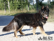 DERICK, Hund, Mischlingshund in Slowakische Republik - Bild 24