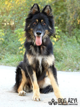 DERICK, Hund, Mischlingshund in Slowakische Republik - Bild 4