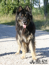 DERICK, Hund, Mischlingshund in Slowakische Republik - Bild 6